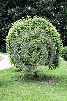 The Japanese pagoda tree