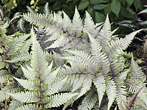 Japanese Painted Fern