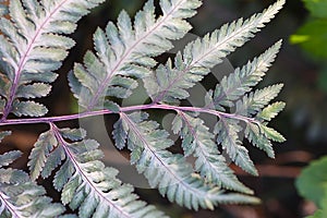 Japanese Painted Fern - Athyrium niponicum photo