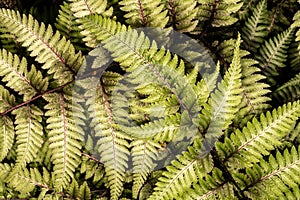 Japanese Painted Fern photo