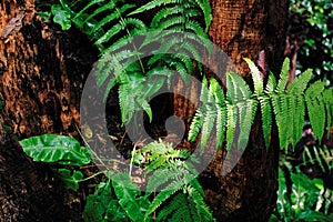 Japanese painted fern at growth at tree trunk in summer photo