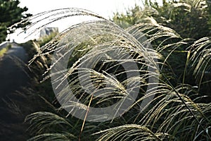 Japanese pampas grass flowers.