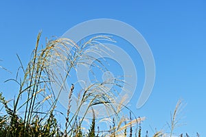 Japanese pampas grass flowers.