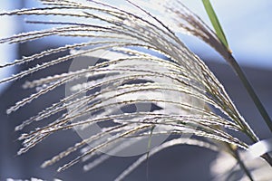 Japanese pampas grass flowers and seeds.