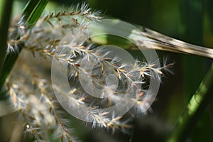 Japanese pampas grass flowers and seeds.