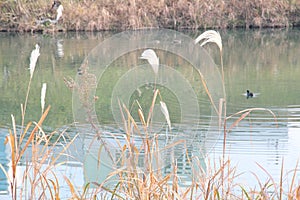 Japanese pampas grass growing in the background of the river where the duck is swimming