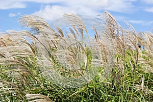 Japanese Pampas GrassSusuki grass,Miscanthus sinensis blowing in the wind