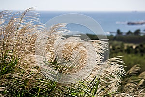 Japanese Pampas GrassSusuki grass,Miscanthus sinensis blowing in the wind