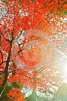 Japanese park in autumn in Tokyo, Japan.