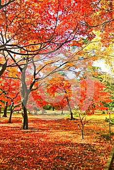 Japanese park in autumn in Tokyo, Japan.
