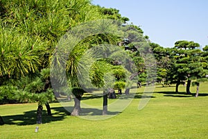 The Japanese park in tokyo japan image