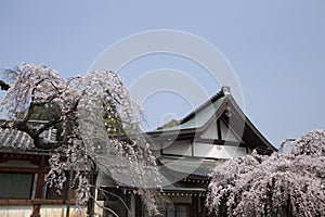 Japanese pavilion and cherry blossom in Nara in Japan