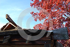 Japanese Pavilion with Red Maple Tree