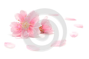 Japanese peach flower and petals on white background