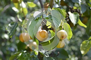 Japanese pear