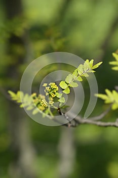 Japanese pepper tree