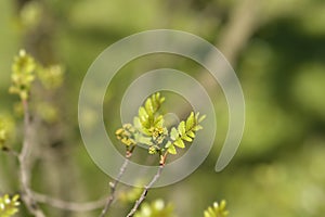 Japanese pepper tree