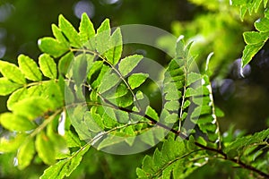 Japanese pepper (Zanthoxylum piperitum) leaves.Rutaceae dioecious deciduous shrub.