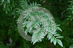 Japanese pepper (Zanthoxylum piperitum) leaves.Rutaceae dioecious deciduous shrub.