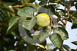 Japanese persimmon