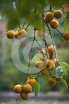 Japanese persimmon Diospyros kaki . Japan