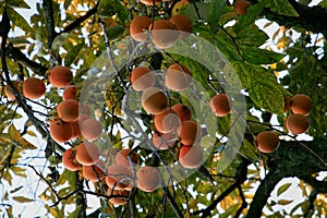 Japanese persimmon (Diospyros kaki ). Japan photo