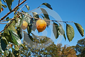 Japanese persimmon Diospyros kaki or kaki. Japan