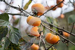 Japanese persimmon treen and fruit in the fall month at harvest time on Sado Island, Niigata prefecture. photo