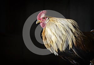 Japanese Phoenix Rooster