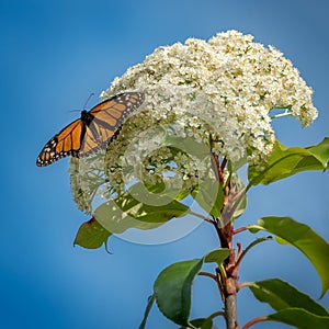 Japanese photinia with orange butterfly with outspread wings