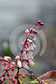 Japanese pieris Dorothy Wyckoff