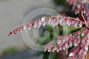 Japanese pieris Dorothy Wyckoff