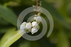 Japanese pieris Dorothy Wyckoff