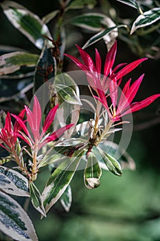 Japanese Pieris plant blooming in spring