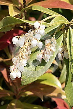 Japanese pieris in spring. Pieris japonica