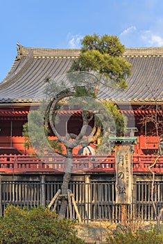 Japanese pine band with burlap binding it into a circle that evokes the moon i