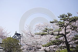 Japanese pine and cherry blossoms inside the Wakayama Castle in Japan