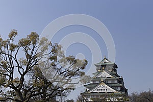 Japanese pine in the Osaka Castle in Japan on a sunny day