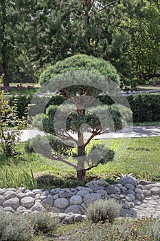 Japanese pine, Thunberga, lat. PÃ­nus thunbÃ©rgii in the park