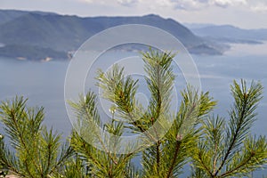 Japanese Pinetree With Beautiful Scene On The Backgroud.