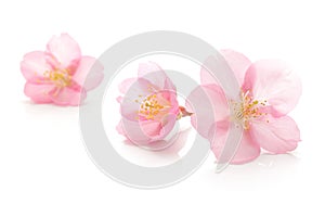 Japanese pink cherry blossom, flower petals, white background, spring photography