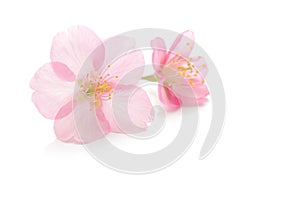 Japanese pink cherry blossom, flower petals, white background, spring photography