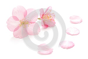 Japanese pink cherry blossom, flower petals, white background, spring photography