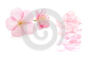Japanese pink cherry blossom, flower petals, white background, spring photography