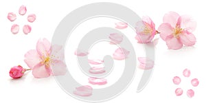 Japanese pink cherry blossom, flower petals, white background, spring photography set