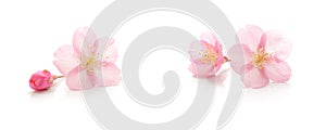 Japanese pink cherry blossom, flower petals, white background, spring photography set