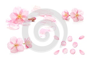 Japanese pink cherry blossom. flower petals. white background. spring photography set