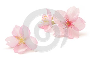 Japanese pink cherry blossom isolated on white background