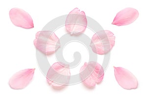 Japanese pink cherry blossom petal isolated on white background