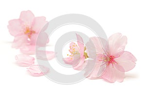 Japanese pink cherry blossom and petals isolated on white background